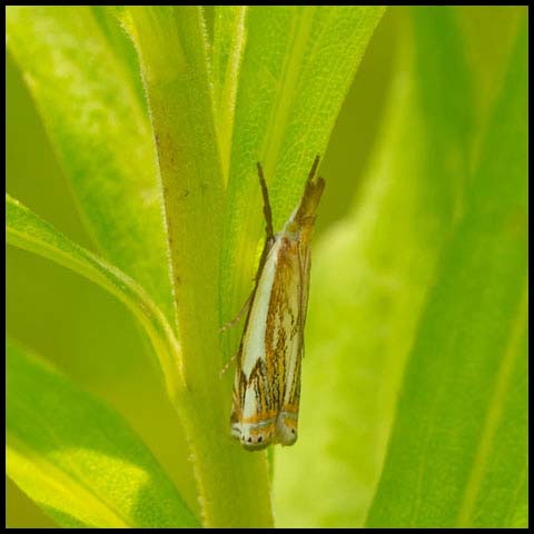 Double-banded Grass-veneer Moth