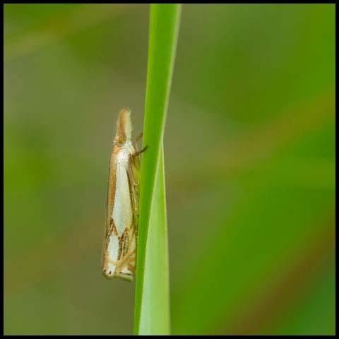 Double-banded Grass-veneer Moth