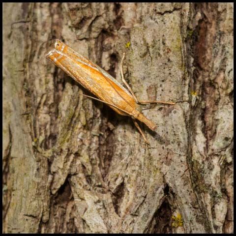 Double-banded Grass-veneer Moth