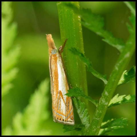 Double-banded Grass-veneer Moth