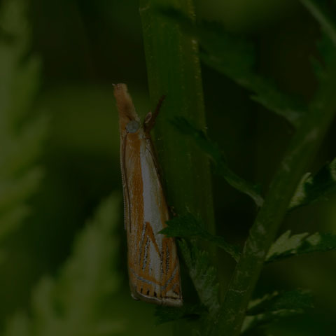 Double-banded Grass-veneer Moth