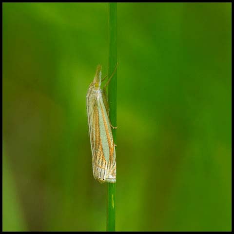 Eastern Grass-veneer Moth