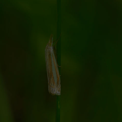 Eastern Grass-veneer Moth