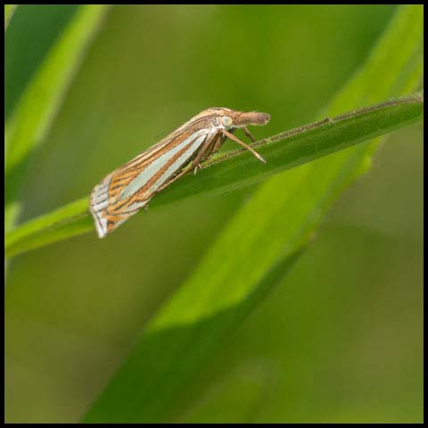 Eastern Grass-veneer Moth