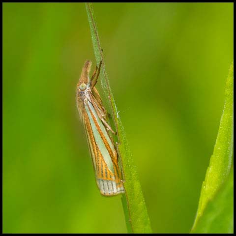 Eastern Grass-veneer Moth