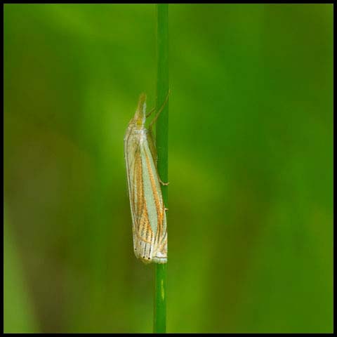 Eastern Grass-Veneer