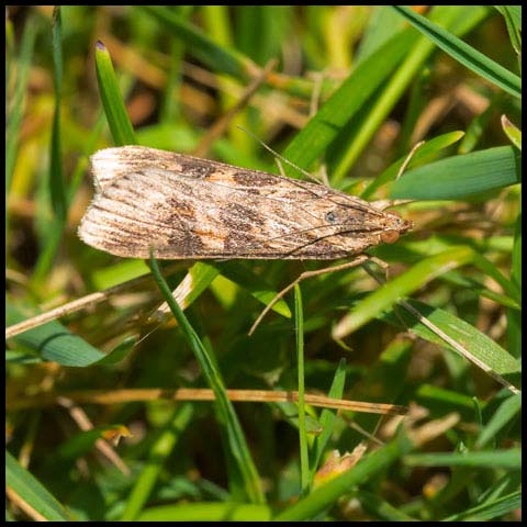 Lucerne Moth