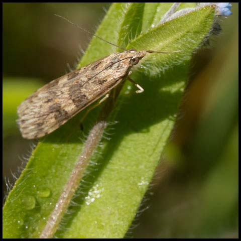 Lucerne Moth