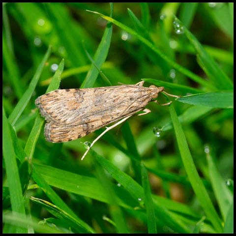 Lucerne Moth