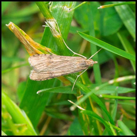 Lucerne Moth