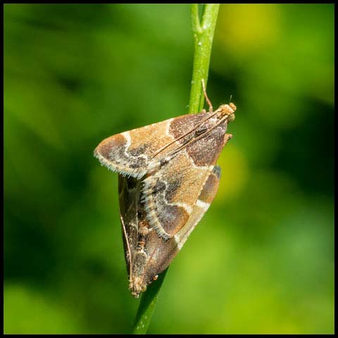 Meal Moth