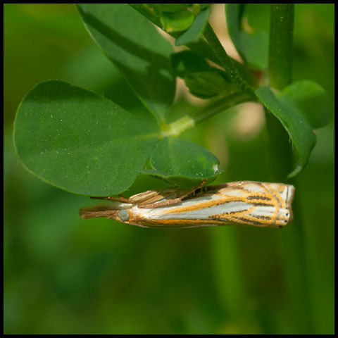 Pasture Grass-veneer