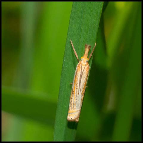 Pasture Grass-veneer