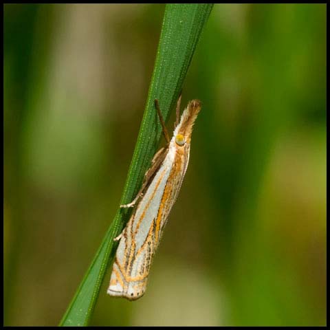 Pasture Grass-veneer