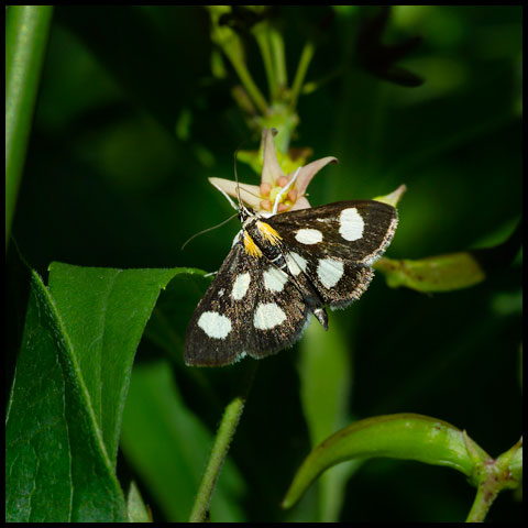 White-spotted Sable