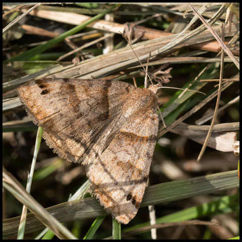 Clover Looper