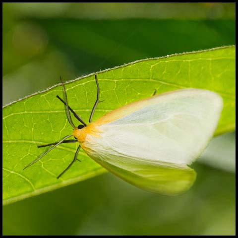 Delicate Cycnia Moth