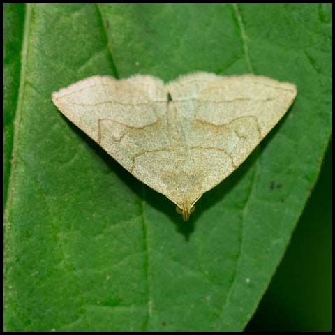 Grayish Fan-foot