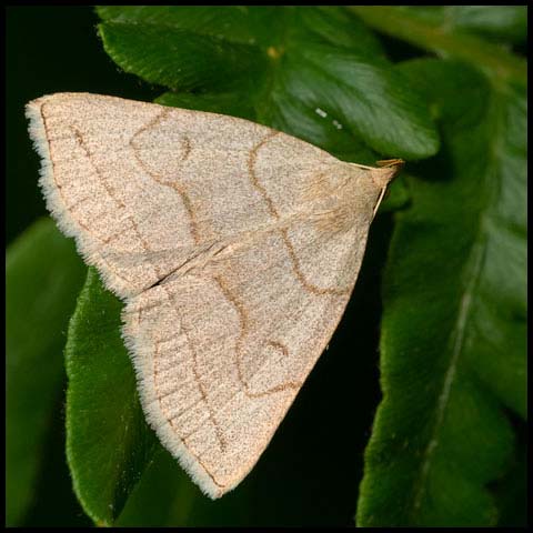 Grayish Fan-foot