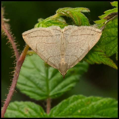 Grayish Fan-foot