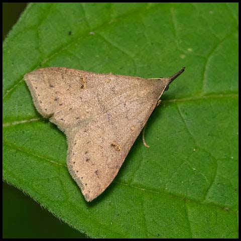 Speckled Renia Moth