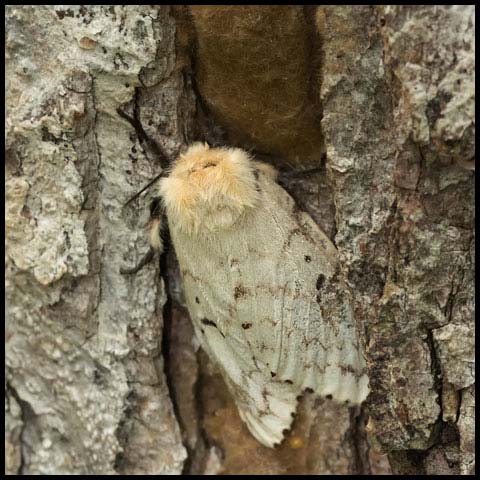 Spongy Moth