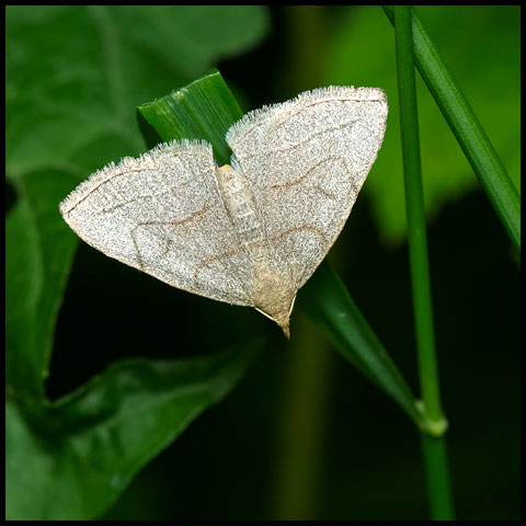 Tussock Moths