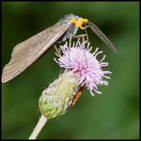 Virginia Ctenucha