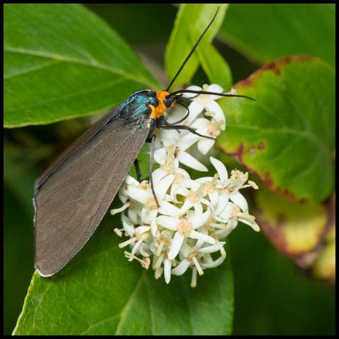 Virginia Ctenucha