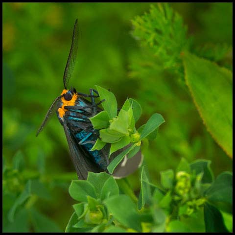 Virginia Ctenucha