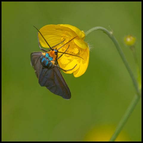 Virginia Ctenucha