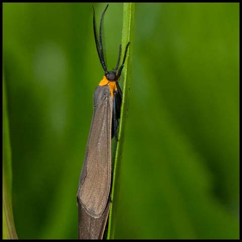 Yellow-collared Scape Moth
