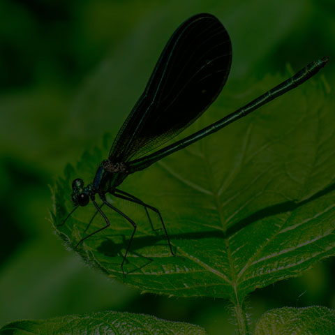 Ebony Jewelwing