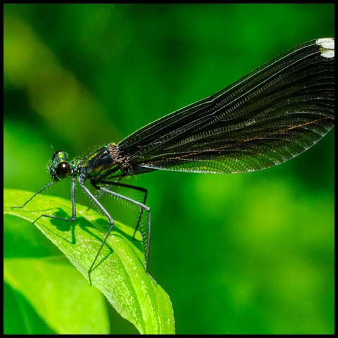 Ebony Jewelwing