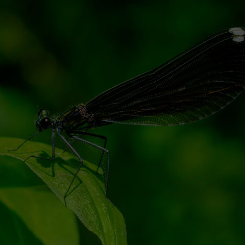 Ebony Jewelwing