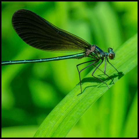 Ebony Jewelwing