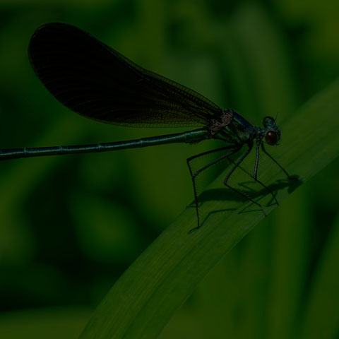 Ebony Jewelwing