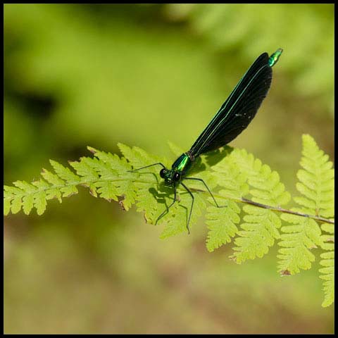 Ebony Jewelwing