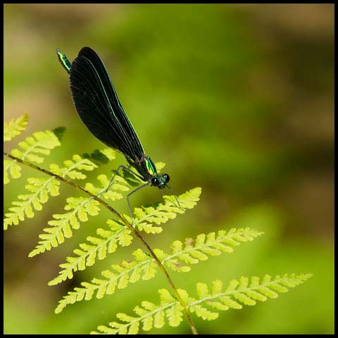 Ebony Jewelwing