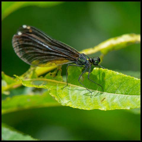 Ebony Jewelwing