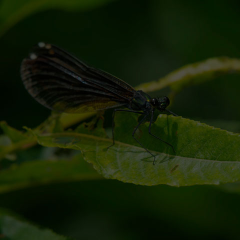 Ebony Jewelwing