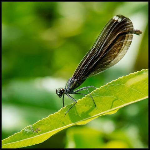 Ebony Jewelwing