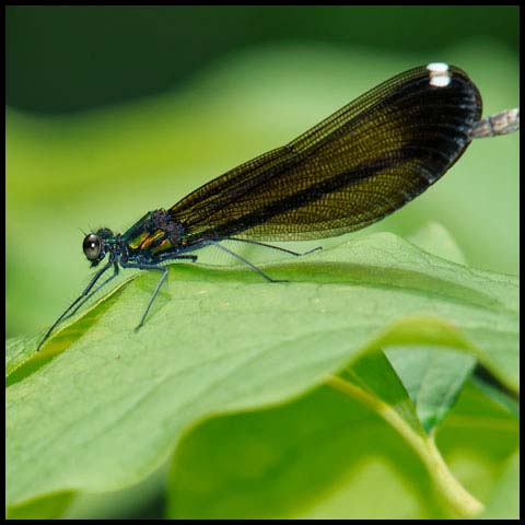 Ebony Jewelwing