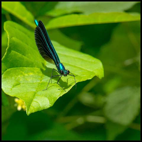 Ebony Jewelwing