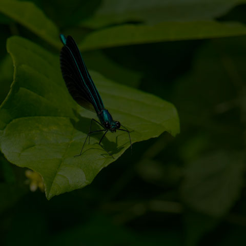 Ebony Jewelwing