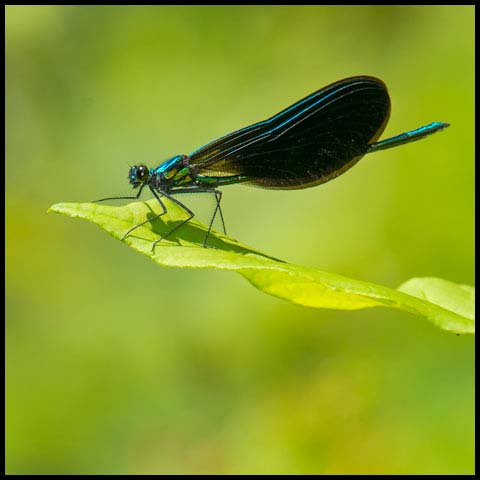 Ebony Jewelwing