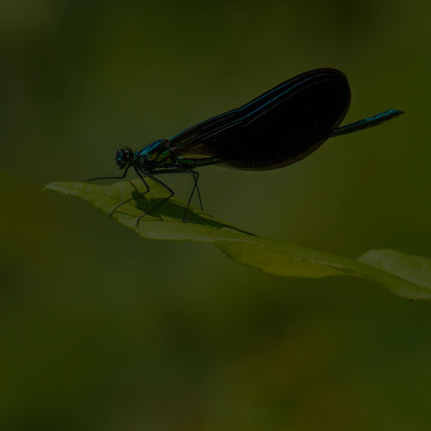 Ebony Jewelwing