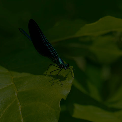 Ebony Jewelwing