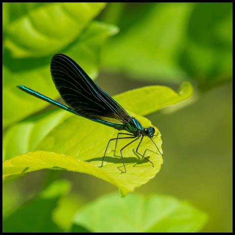 Ebony Jewelwing