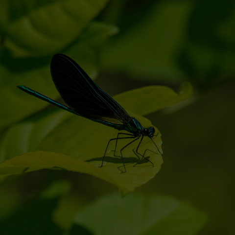 Ebony Jewelwing